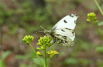 ツマキチョウの産卵