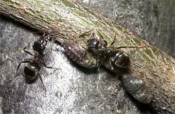 ツノゼミの幼虫