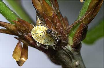 クヌギカメムシの幼虫