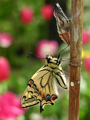 羽化したキアゲハ