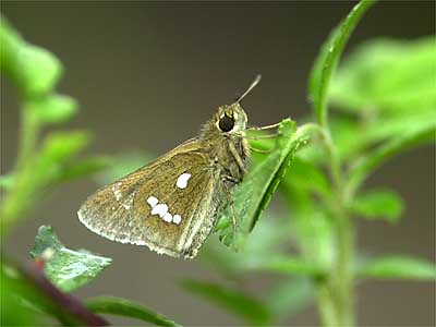 ミヤマチャバネセセリ