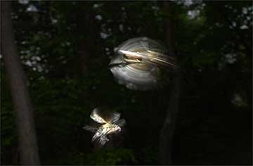 オドリバエの一種