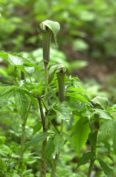 テンナンショウ