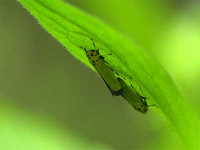 ツマグロオオヨコバイの交尾