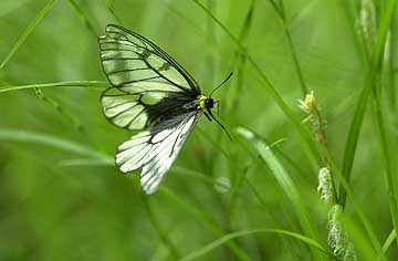 ウスバシロチョウ