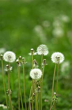 タンポポの綿毛