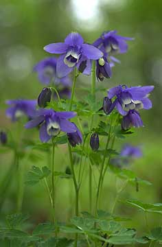 セイヨウオダマキ