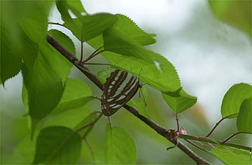 コミスジの雨宿り