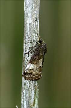 ミヤマセセリの雨宿り
