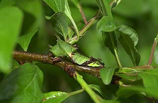 オオミスジの幼虫