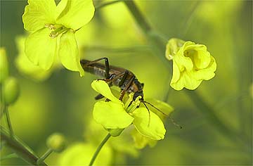 ジョウカイボン