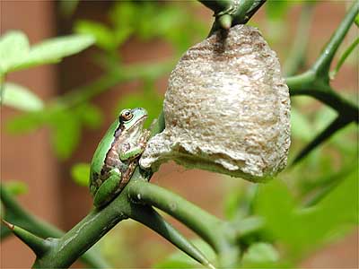 アマガエルとカマキリの卵