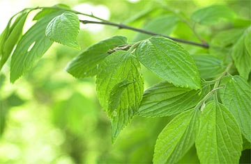 オオムラサキの幼虫