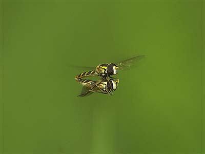 ヒラタアブの交尾飛行