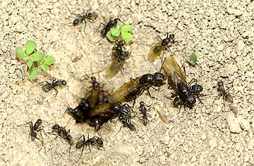 クロオオアリの羽アリ