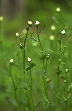 フランスギクのつぼみ