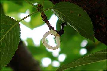 ヒモワタカイガラムシの卵