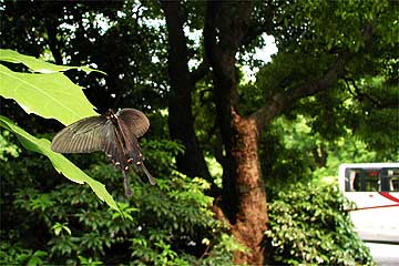 ジャコウアゲハ