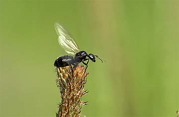 クロオオアリの結婚飛行