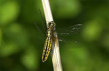 ハラビロトンボ