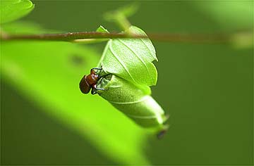 ルイスアシナガオトシブミ