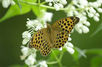 クモガタヒョウモン