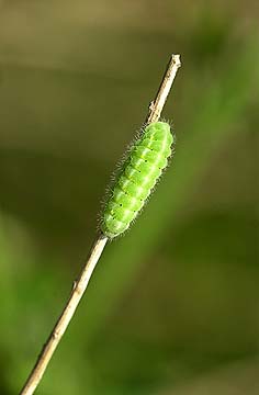 ベニモンマダラの幼虫