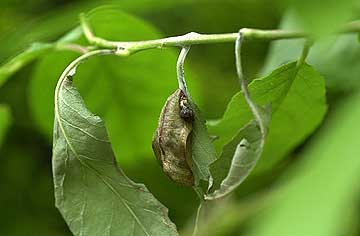 オオミスジの蛹