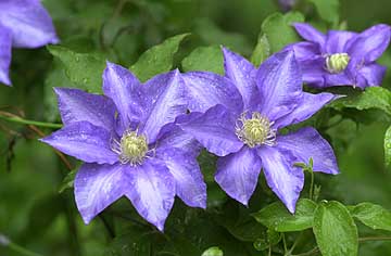 クレマチスの花