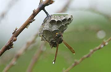 コアシナガバチ