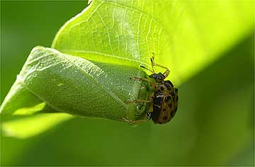 ゴマダラオトシブミの揺藍作り