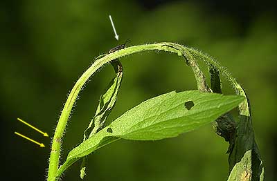 キクスイカミキリの被害
