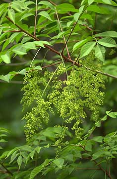 ヤマウルシの花