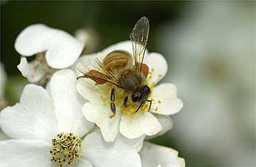 ノイバラのミツバチ