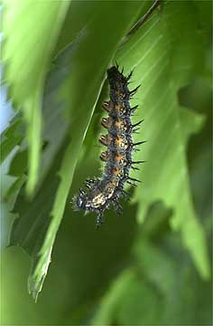 ヒオドシチョウの前蛹