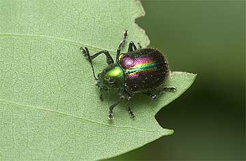 アカガネサルハムシ