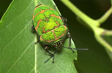 アカスジキンカメムシ