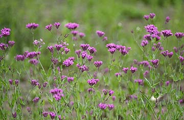 ムシトリナデシコ