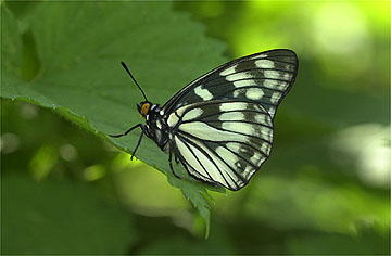 ゴマダラチョウ