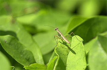 オオカマキリの幼虫