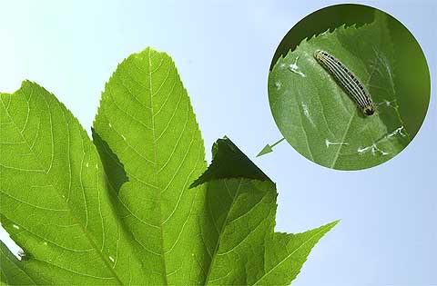 キバネセセリの幼虫