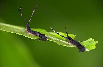 モクメシャチホコの１齢幼虫