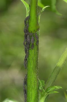 オオツマキヘリカメムシの集団