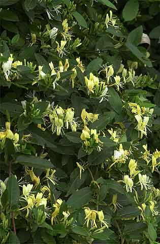 スイカズラの花