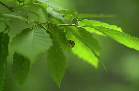 ヤママユの幼虫