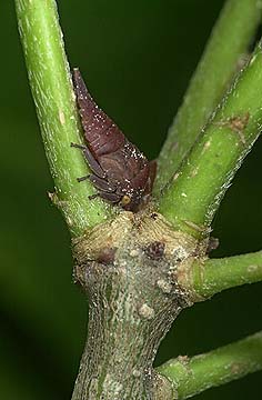 ツノゼミの幼虫