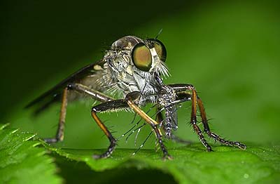 ヤブカを捕らえたムシヒキアブ