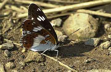 イチモンジチョウ