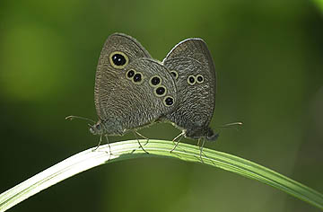 ヒメウラナミジャノメの交尾