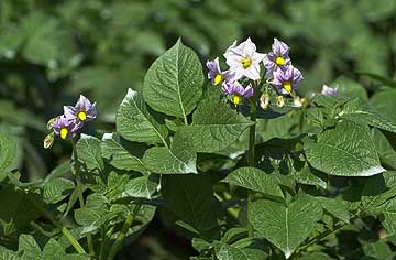 ジャガイモの花